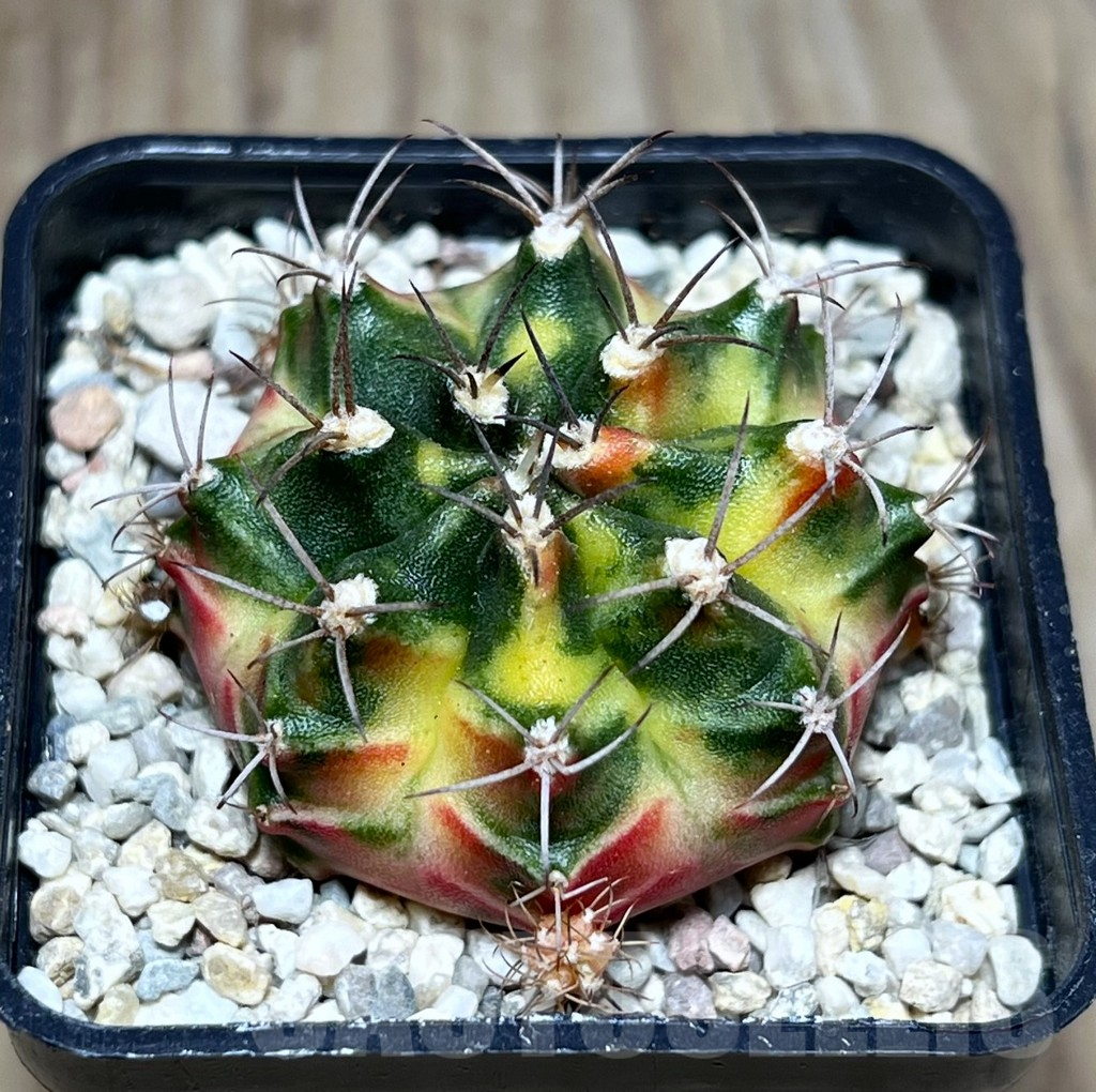 SHPR27005 Gymnocalycium mihanovichii f.variegata seedling