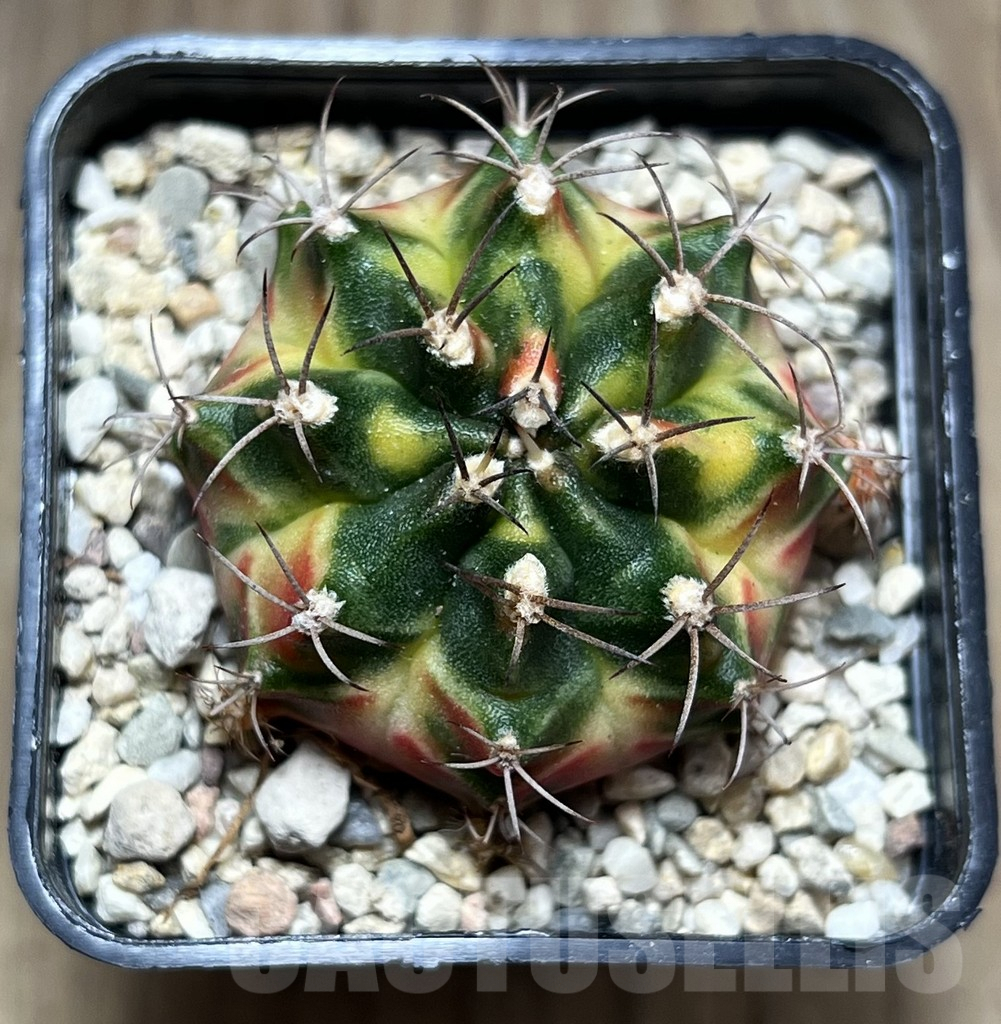 SHPR27005 Gymnocalycium mihanovichii f.variegata seedling - Obrázek 2