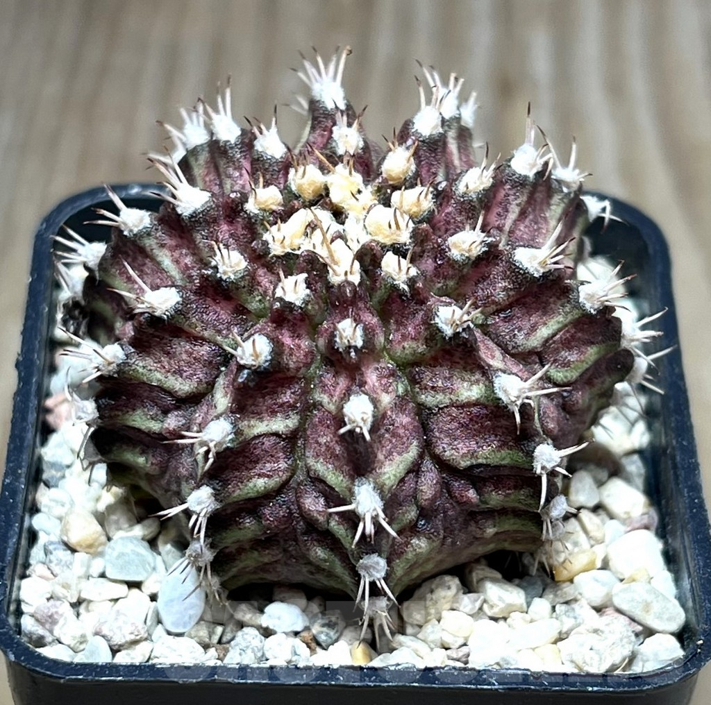 SHPR27006 Gymnocalycium mihanovichii 'T-rex'