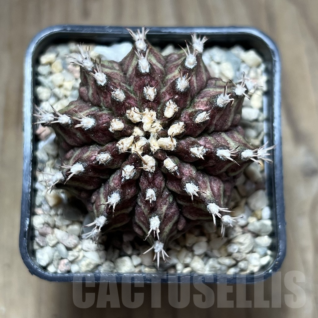 SHPR27006 Gymnocalycium mihanovichii 'T-rex' - Obrázek 2