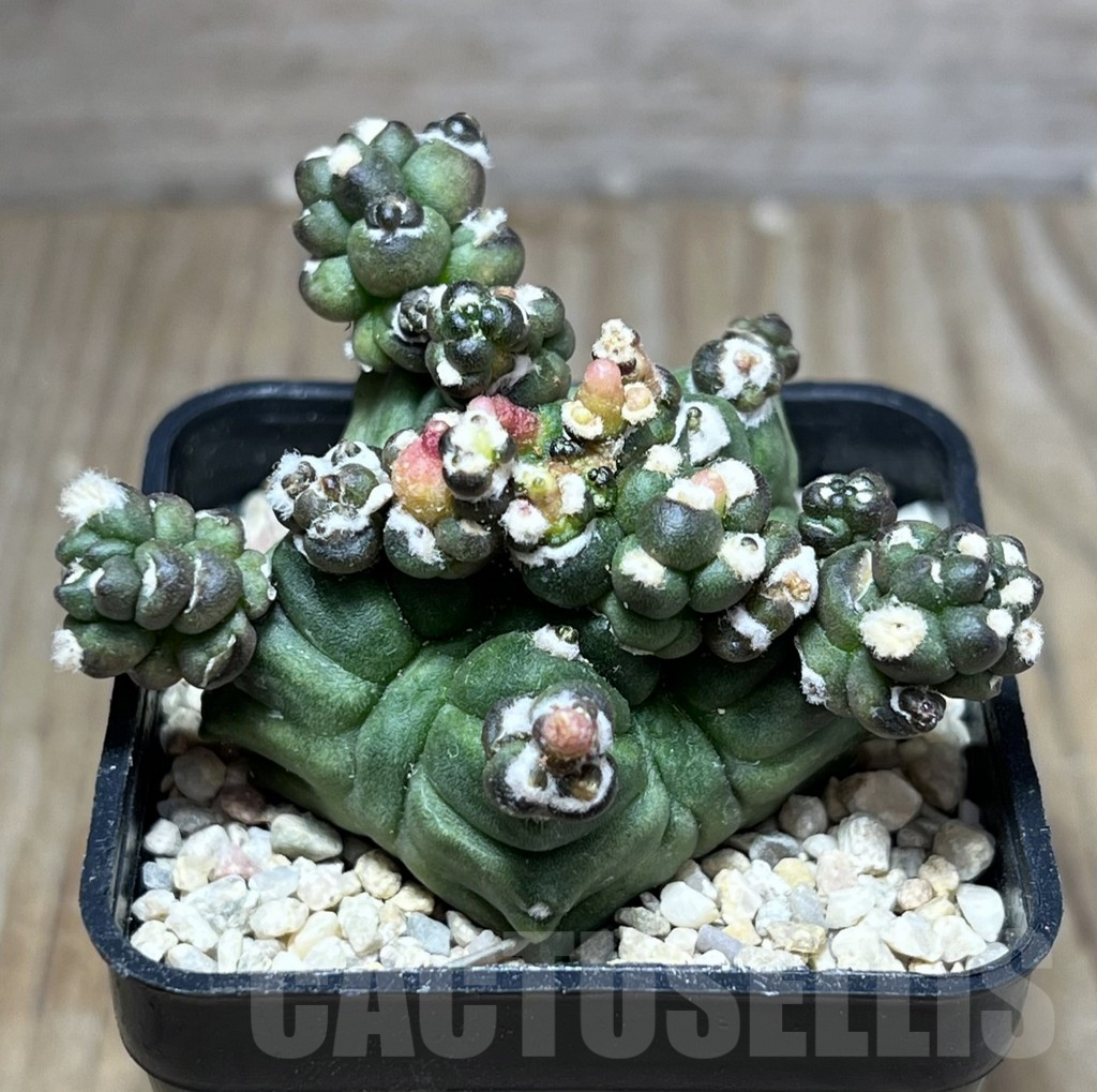 SHPR27008 Gymnocalycium mihanovichii ‘Transformer’