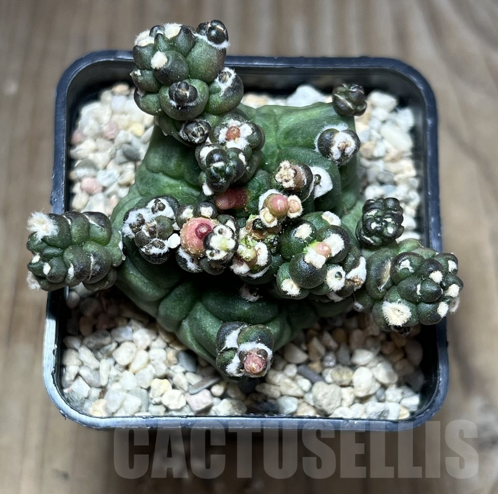 SHPR27008 Gymnocalycium mihanovichii ‘Transformer’ - Obrázek 2