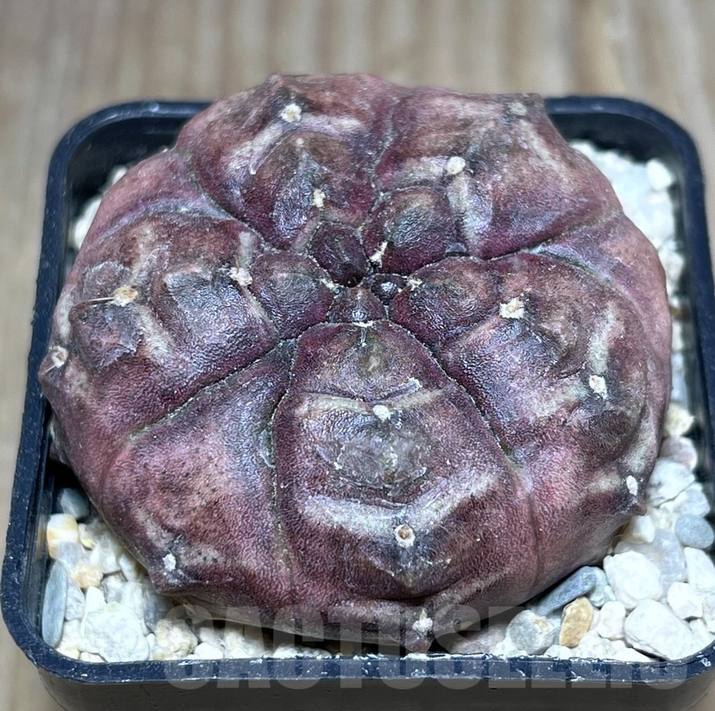 SHPR27009 Gymnocalycium mihanovichii ‘Day Dream’ 5-ribs