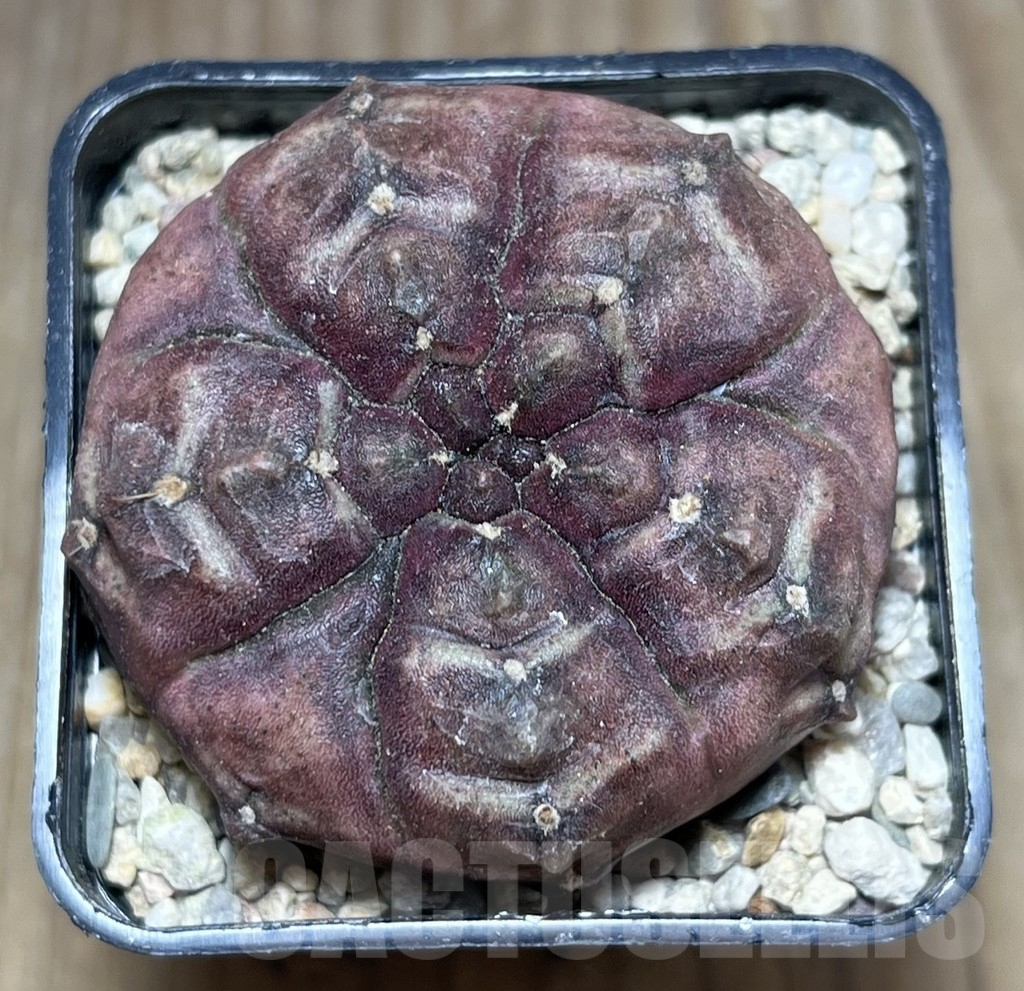 SHPR27009 Gymnocalycium mihanovichii ‘Day Dream’ 5-ribs - Obrázek 2