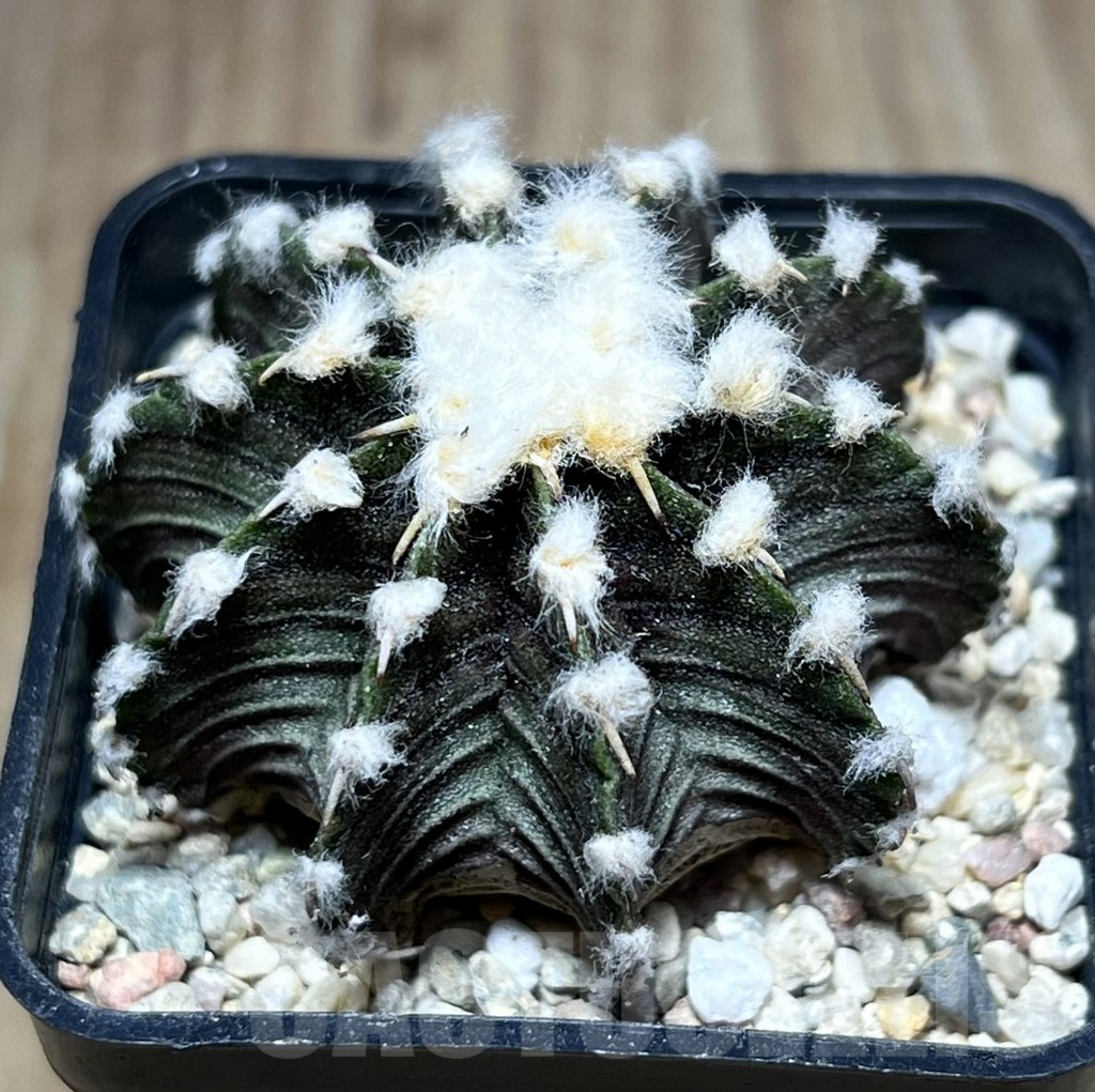SHPR27010 Gymnocalycium friedrichii VOS 1241