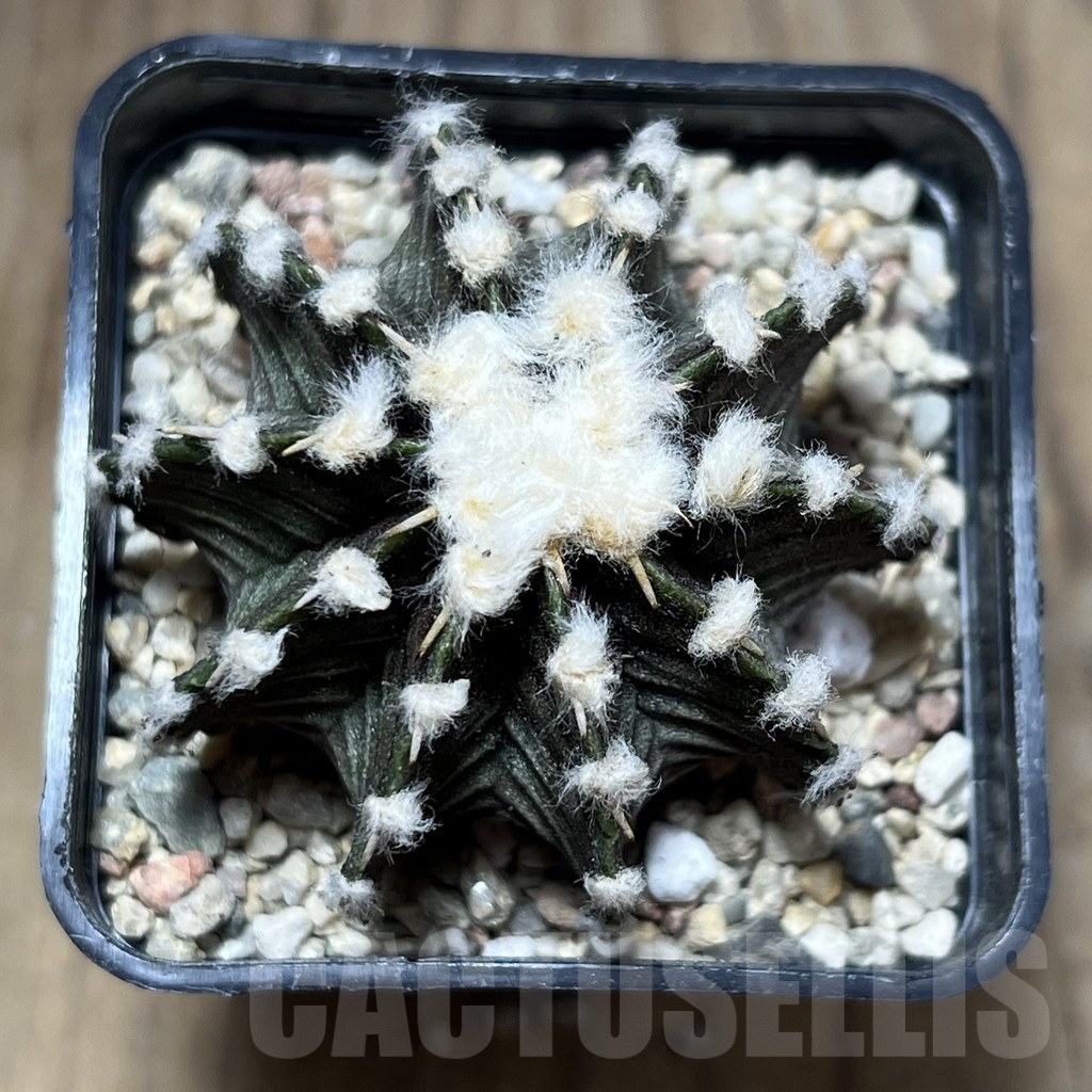 SHPR27010 Gymnocalycium friedrichii VOS 1241 – Image 2