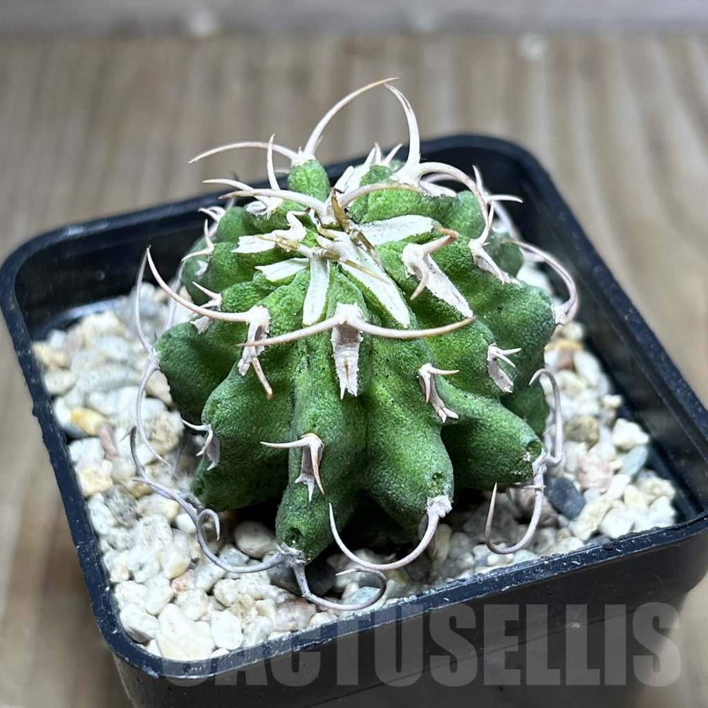 SHPR27012 Euphorbia columnaris