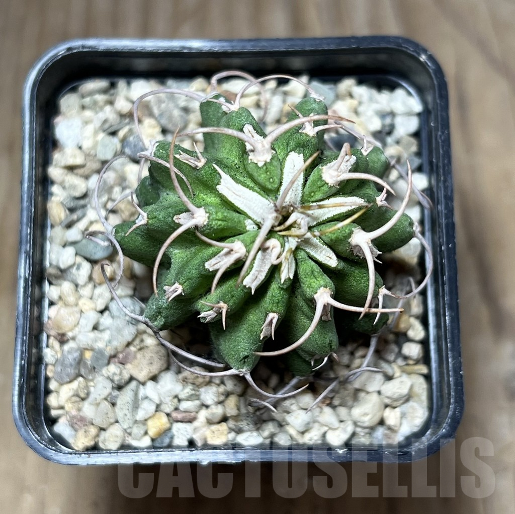 SHPR27012 Euphorbia columnaris - Imagen 2