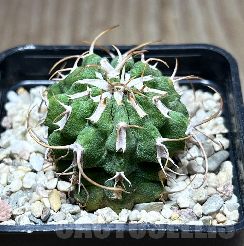 SHPR27013 Euphorbia columnaris