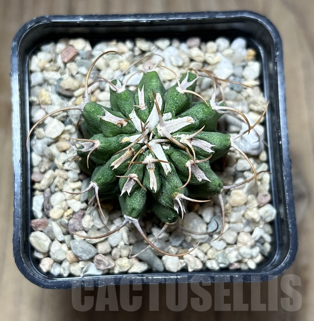 SHPR27013 Euphorbia columnaris - Image 2