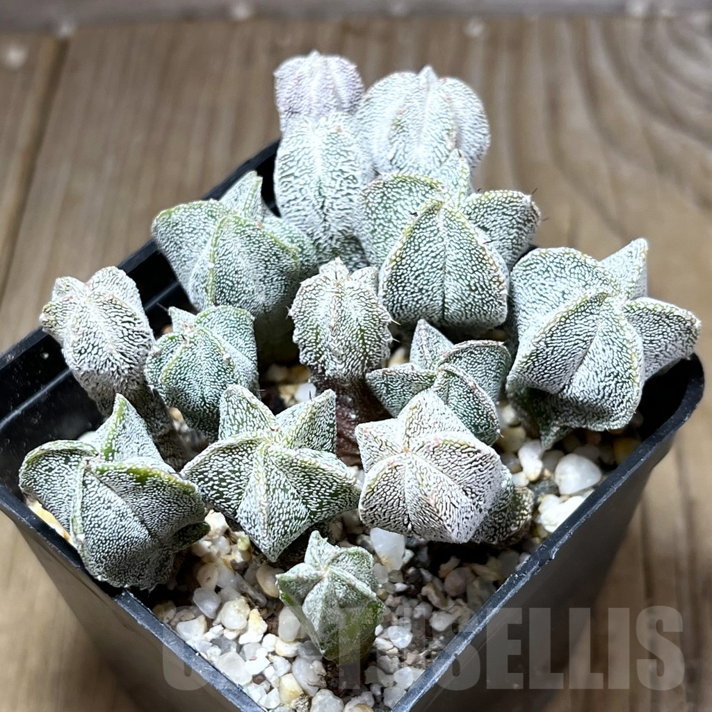 SHPR27014 Astrophytum myriostigma ‘Onzuka’ seedling