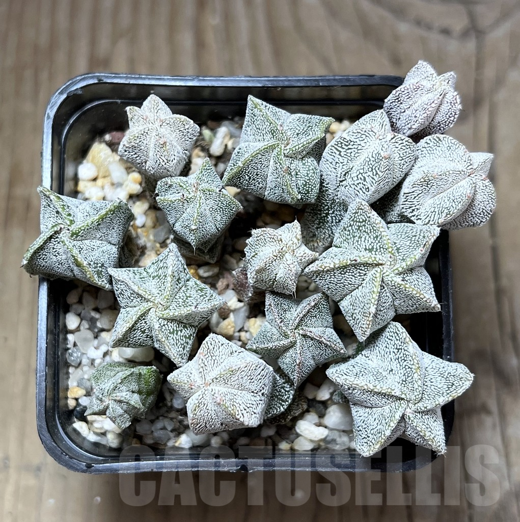 SHPR27014 Astrophytum myriostigma ‘Onzuka’ seedling - Image 2