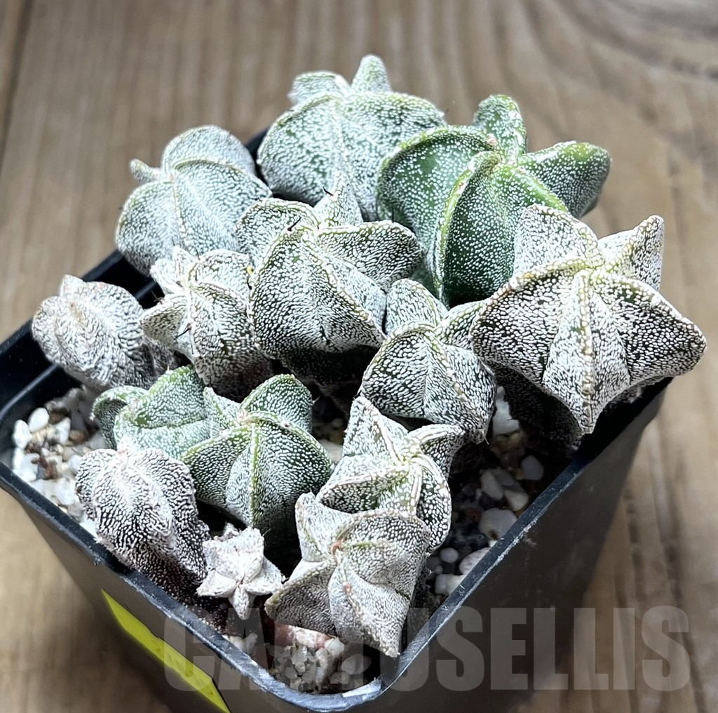 SHPR27015 Astrophytum myriostigma ‘Onzuca’ seedling