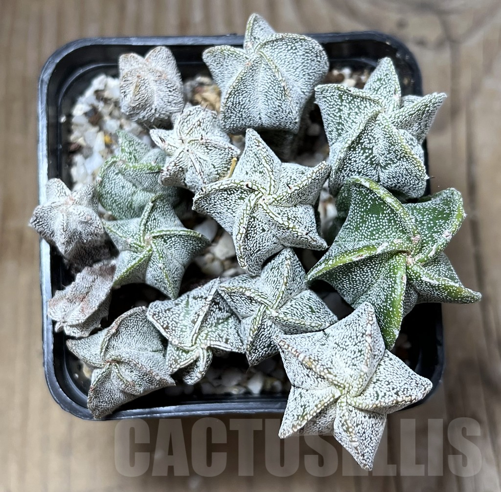 SHPR27015 Astrophytum myriostigma ‘Onzuca’ seedling - Image 2