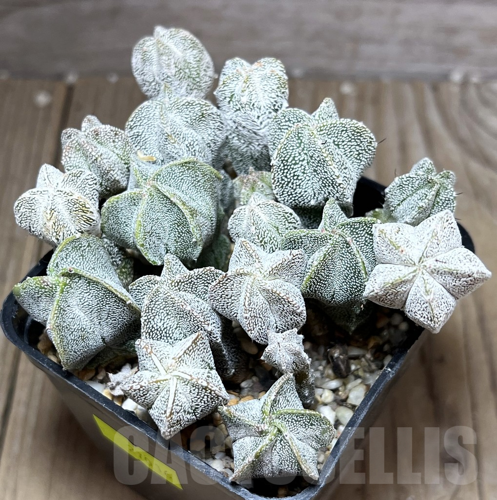 SHPR27016 Astrophytum myriostigma ‘Onzuka’ seedling
