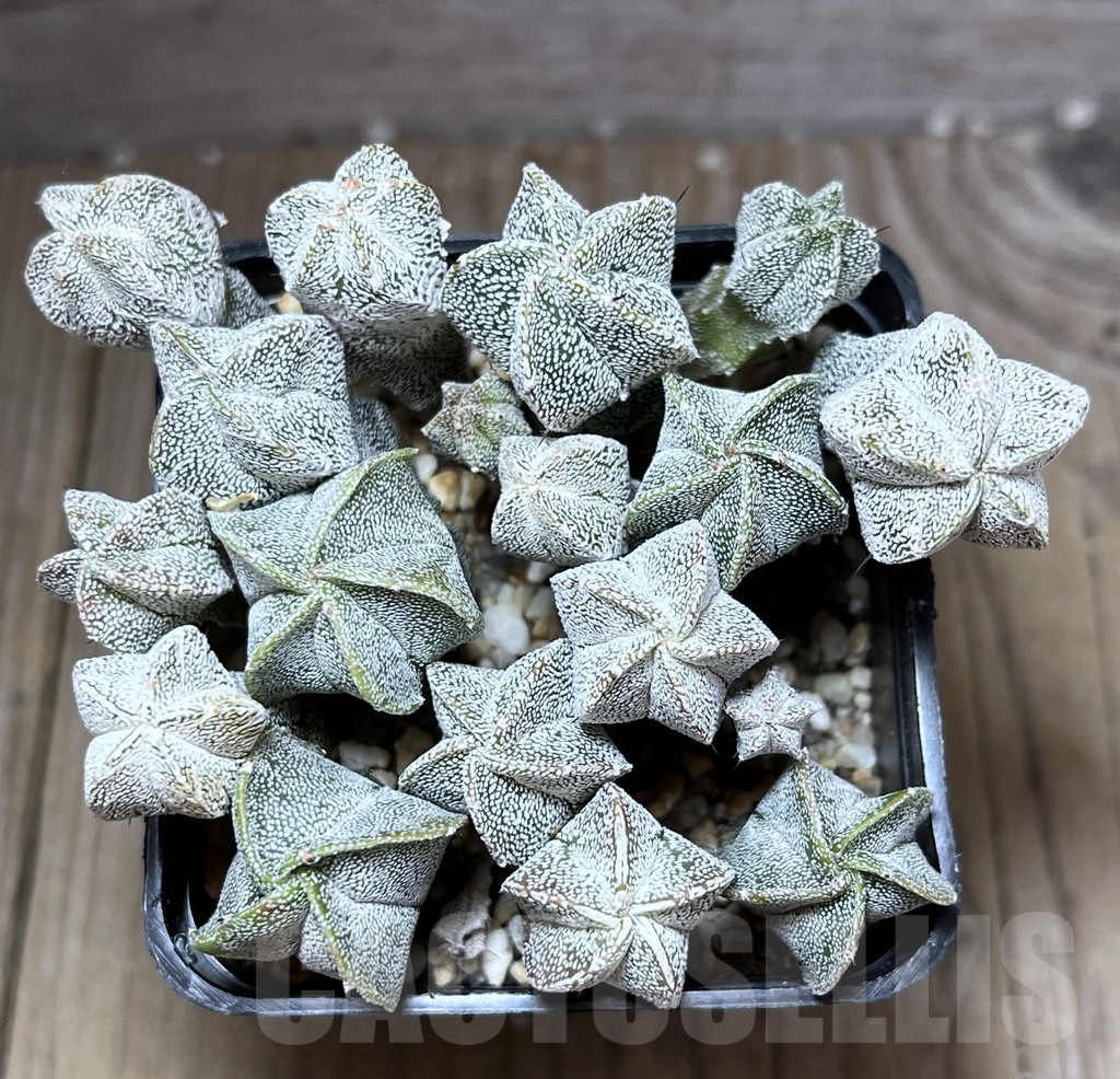 SHPR27016 Astrophytum myriostigma ‘Onzuka’ seedling - Image 2