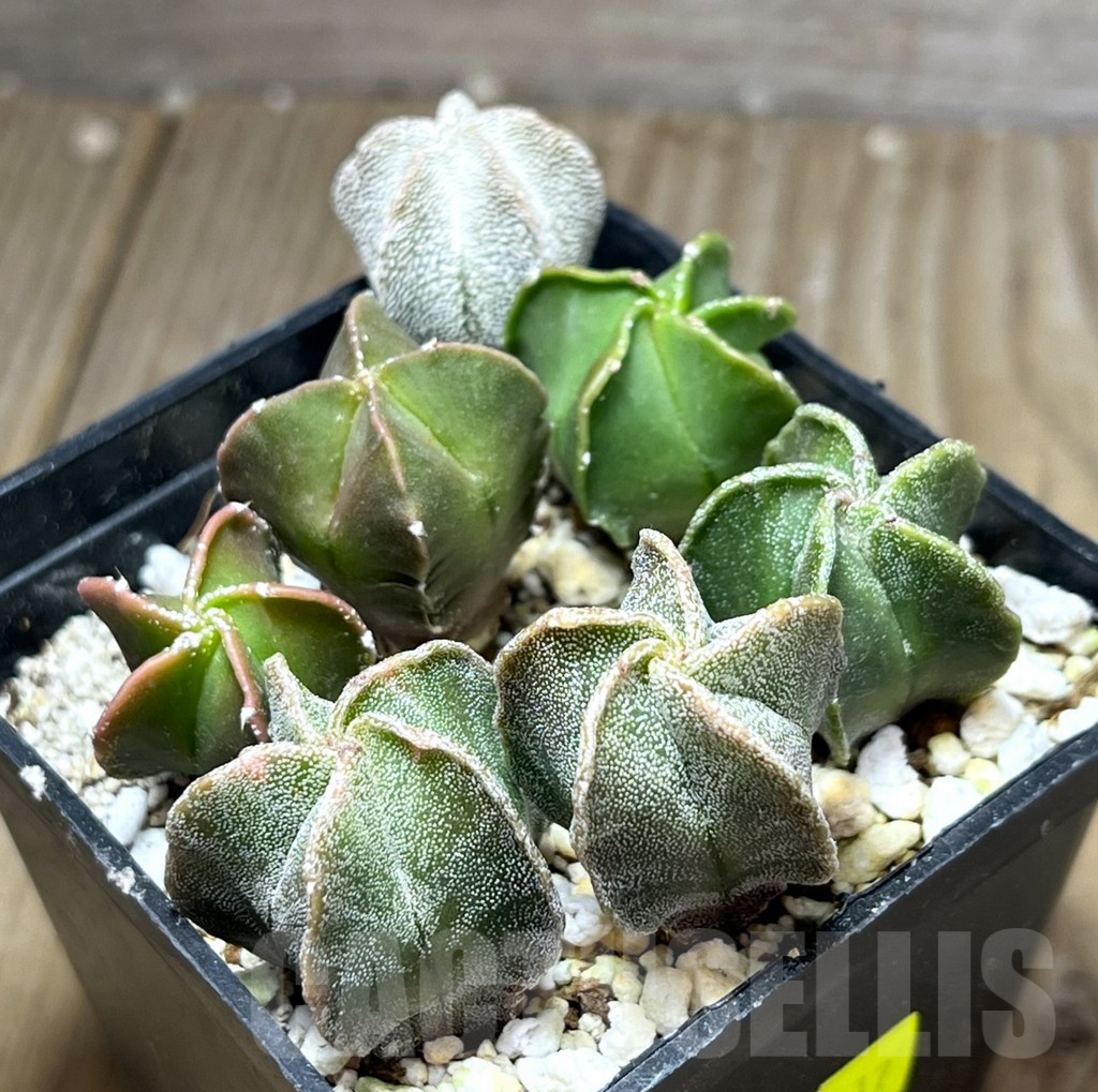 SHPR27017 Astrophytum myriostigma mix