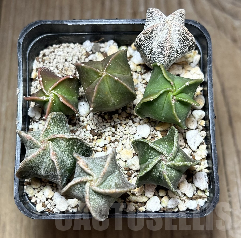 SHPR27017 Astrophytum myriostigma mix - immagine 2