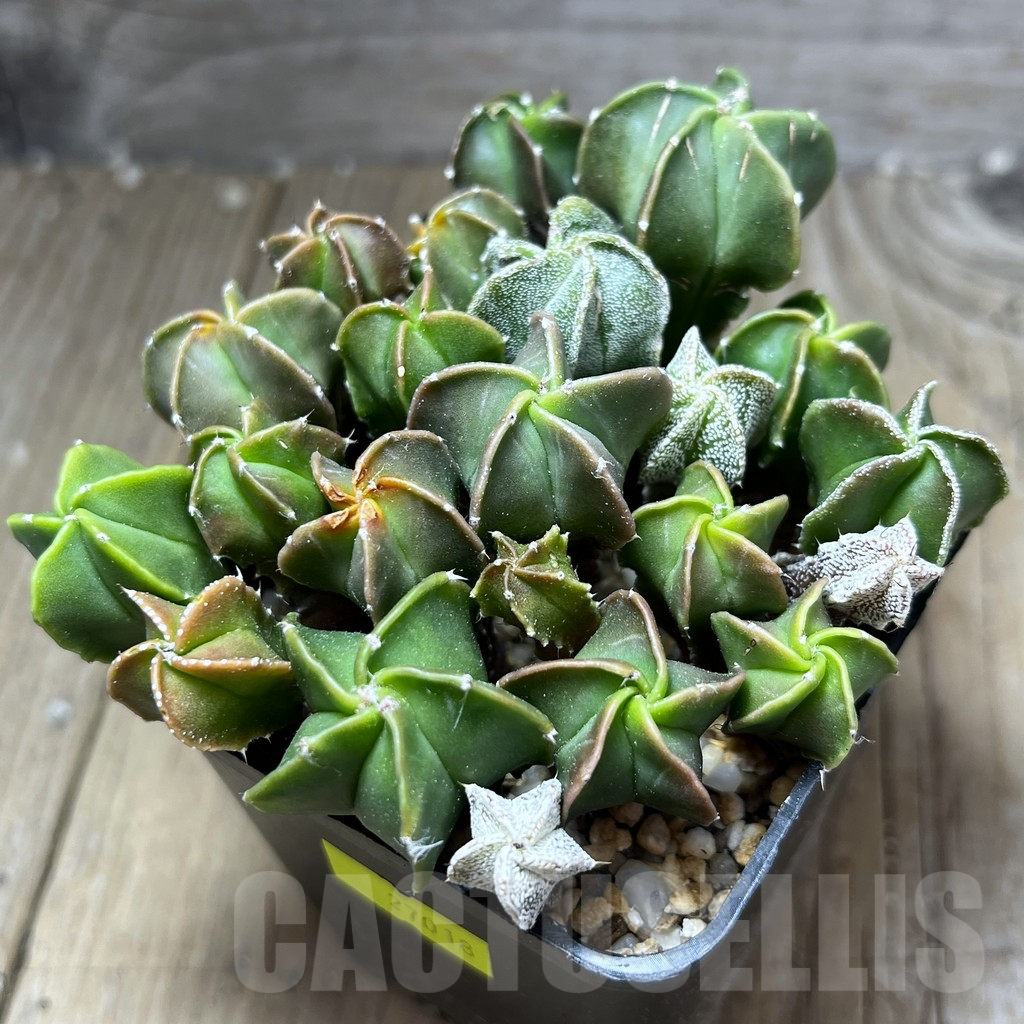 SHPR27018 Astrophytum myriostigma mix