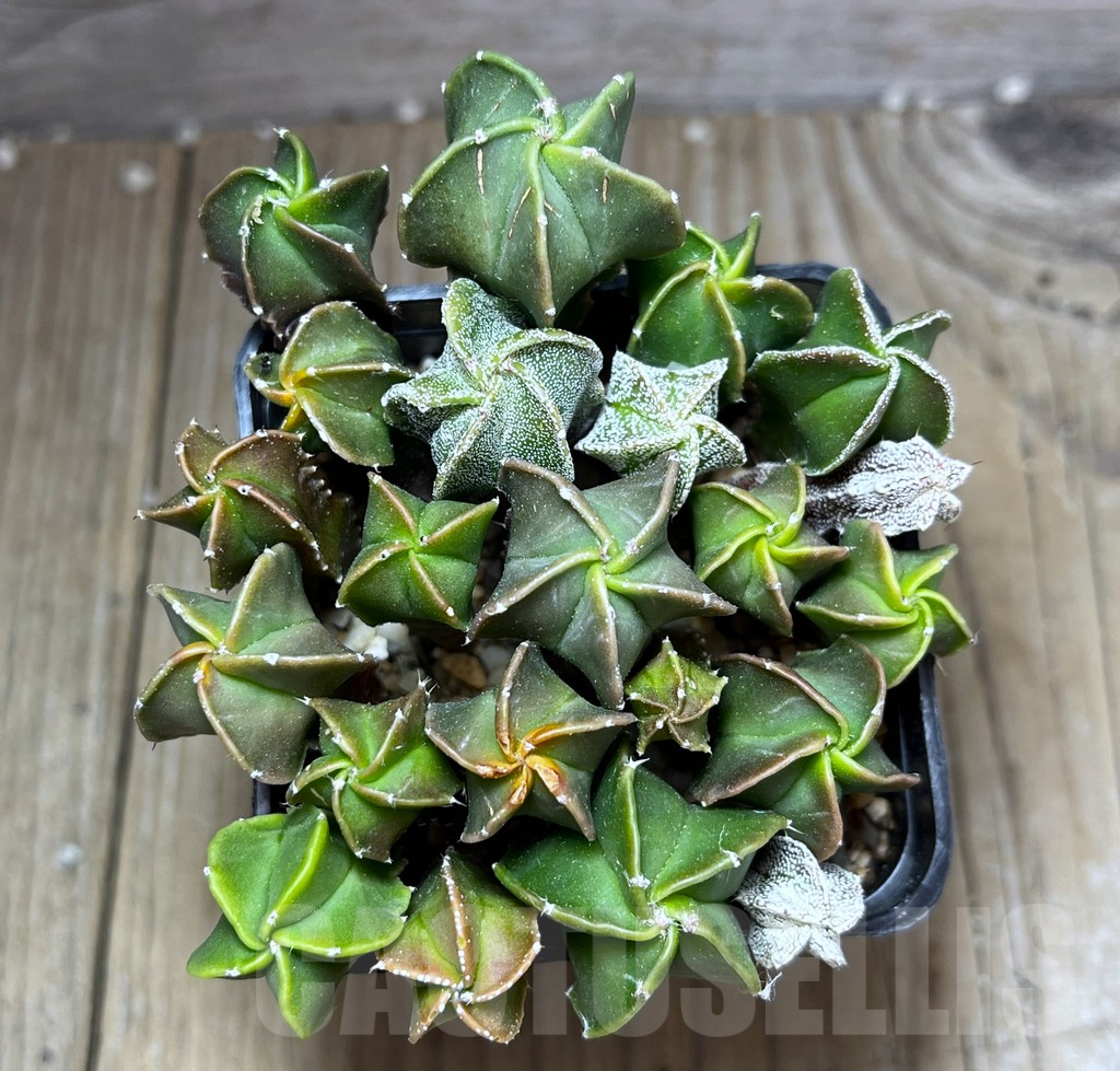 SHPR27018 Astrophytum myriostigma mix - Image 2