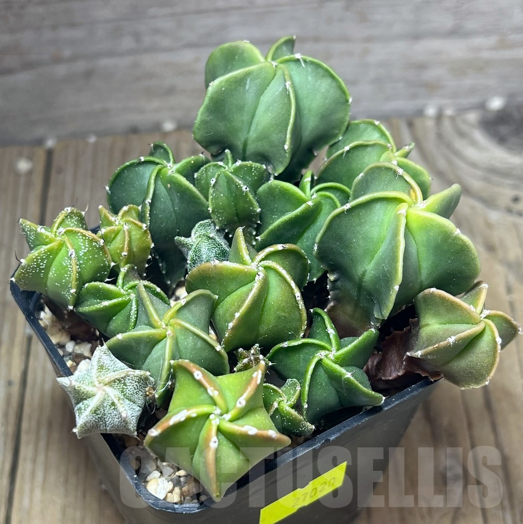 SHPR27020 Astrophytum myriostigma v. nudum