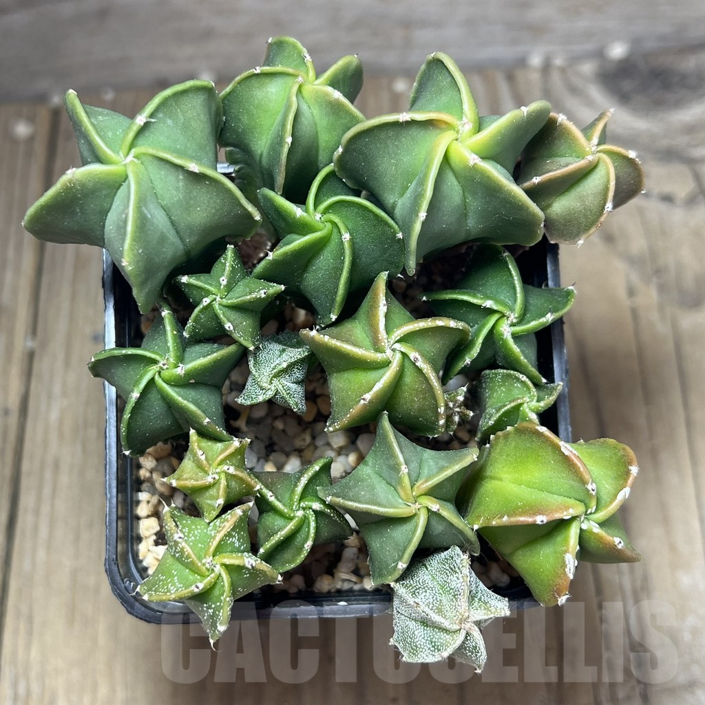 SHPR27020 Astrophytum myriostigma v. nudum - Image 2