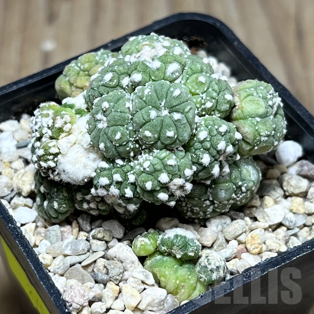 SHPR27021 Astrophytum asterias ‘Kikko Lizard Skin’