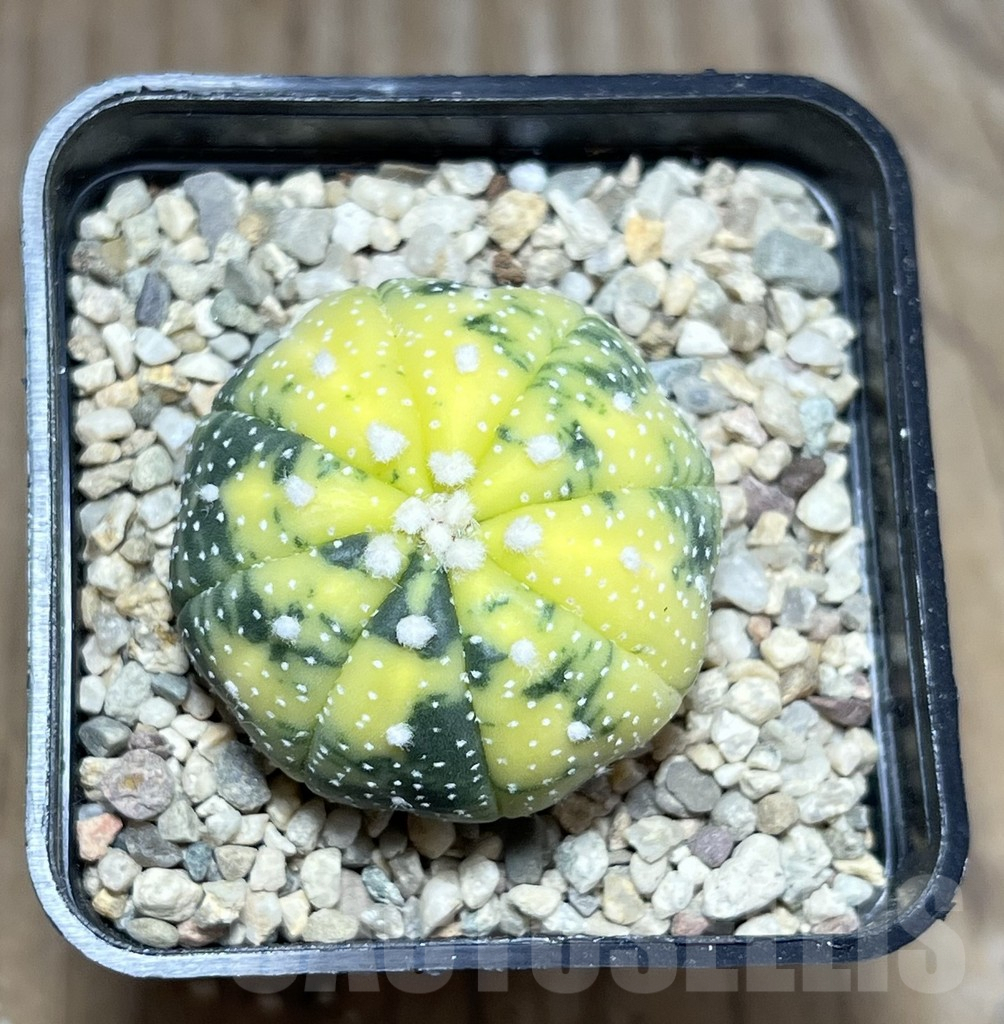 SHPR27022 Astrophytum asterias f. variegata - Imagen 2