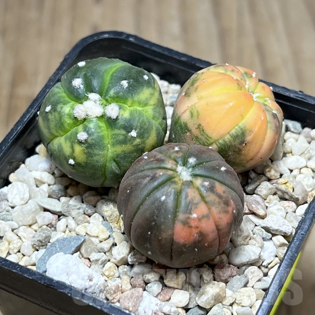 SHPR27025 Astrophytum asterias ‘Kikko Purple Skin Red’, 3 plants