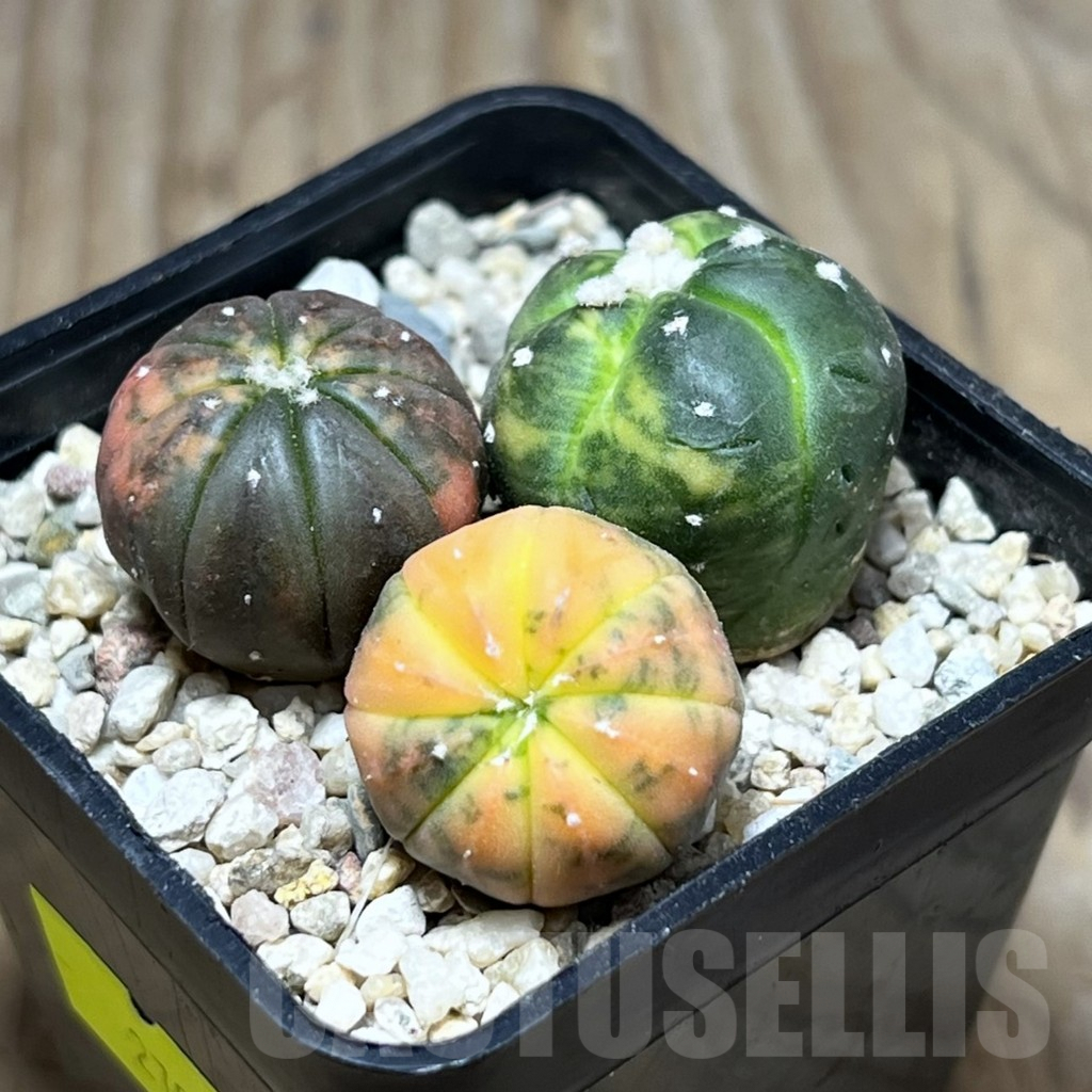 SHPR27025 Astrophytum asterias ‘Kikko Purple Skin Red’, 3 plants - Image 2