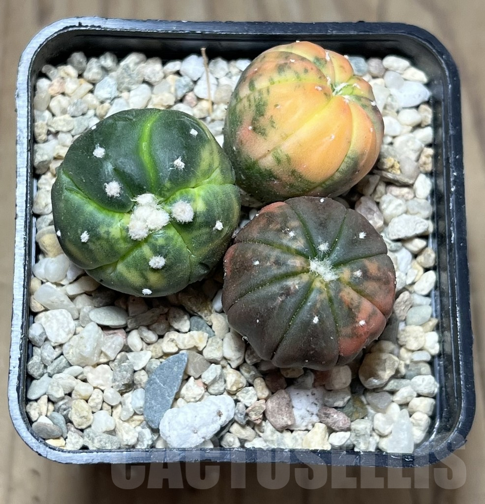 SHPR27025 Astrophytum asterias ‘Kikko Purple Skin Red’, 3 plants - Image 3