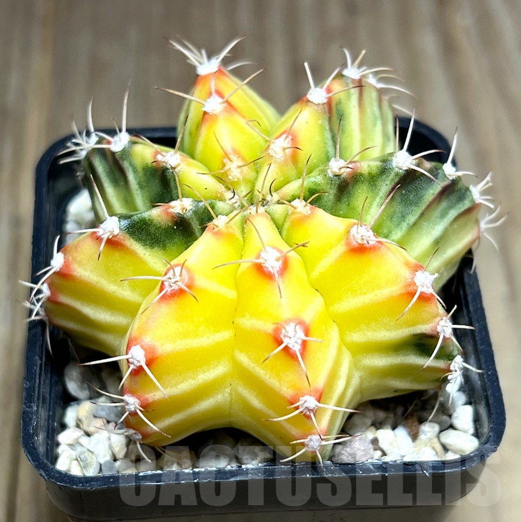 SHPR27090 Gymnocalycium friedrichii f. variegata, seedling