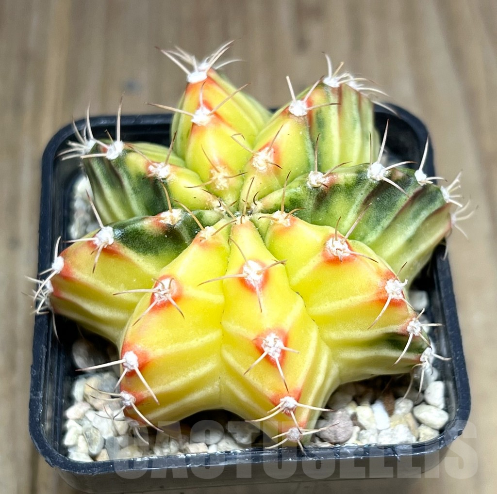 SHPR27090 Gymnocalycium friedrichii f. variegata, seedling - Зображення 2
