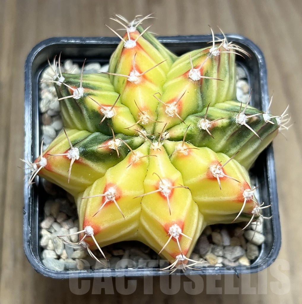 SHPR27090 Gymnocalycium friedrichii f. variegata, seedling - Зображення 3
