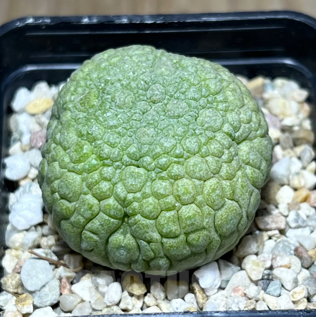 SHPR27111 Pseudolithos migiurtinus
