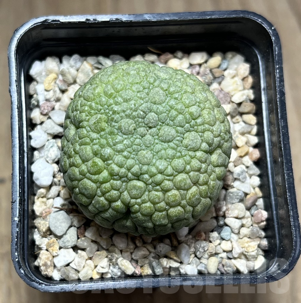 SHPR27111 Pseudolithos migiurtinus - Зображення 2