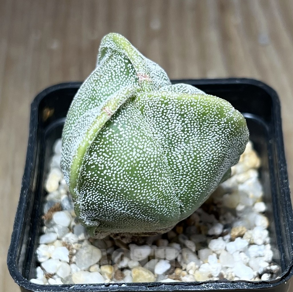 SHPR27118 Astrophytum myriostigma v. tricostatum