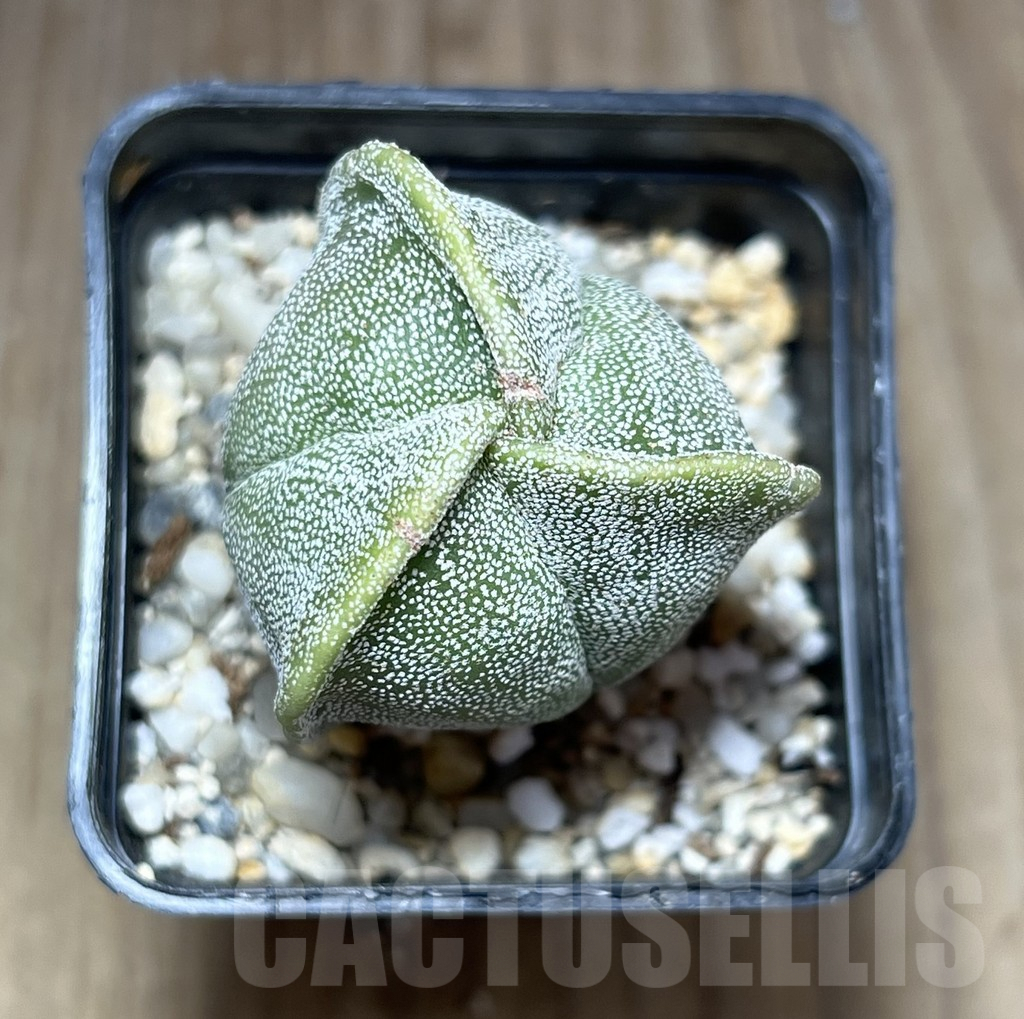 SHPR27118 Astrophytum myriostigma v. tricostatum - Image 2