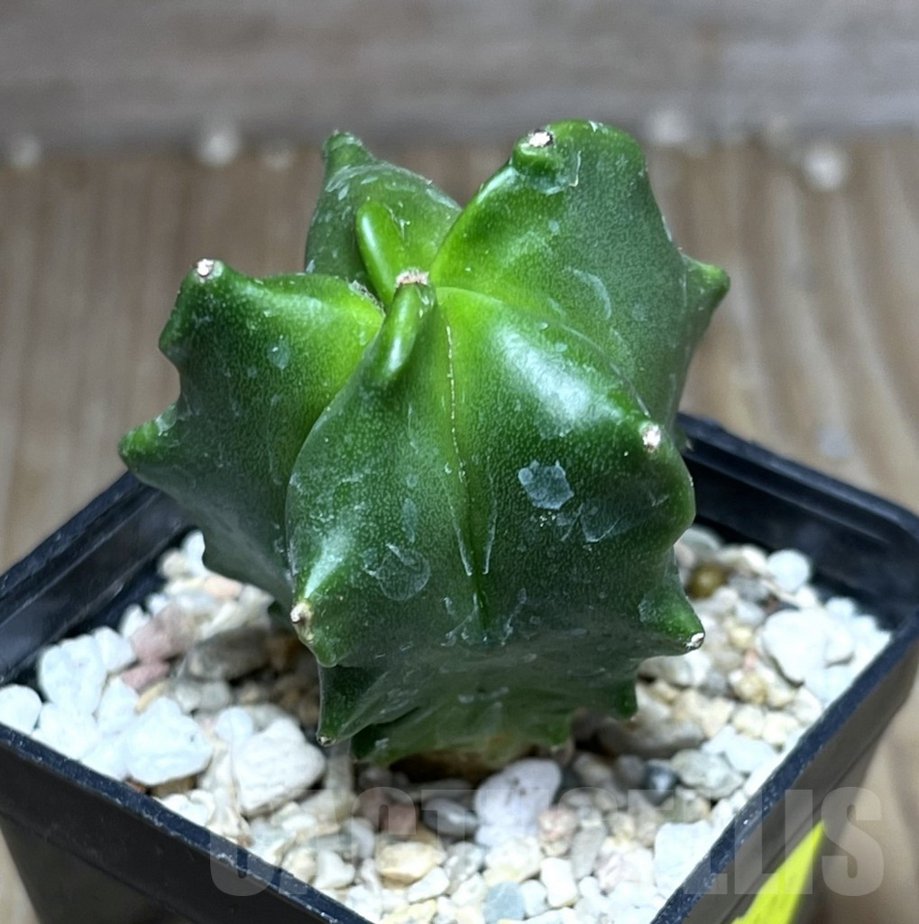 SHPR27121 Astrophytum myriostigma 'Kikko'