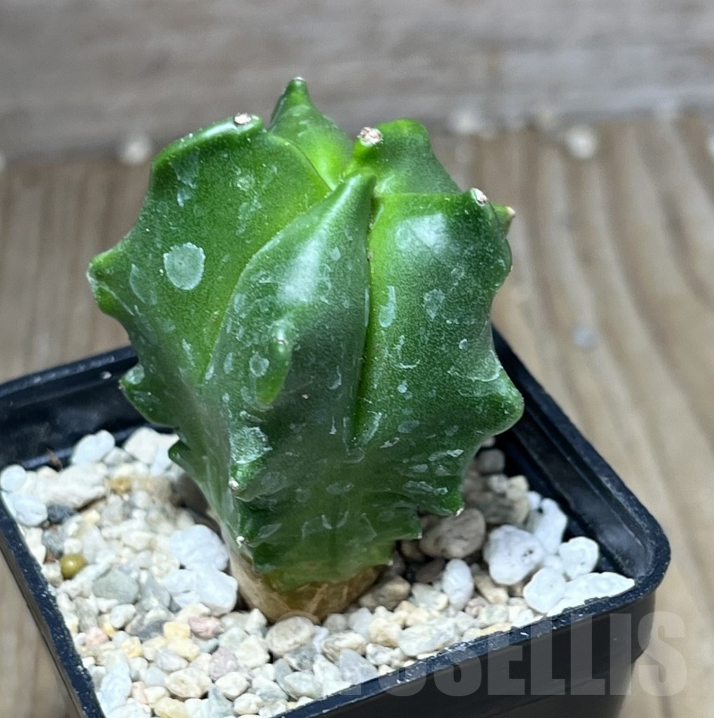 SHPR27121 Astrophytum myriostigma 'Kikko' - Image 2