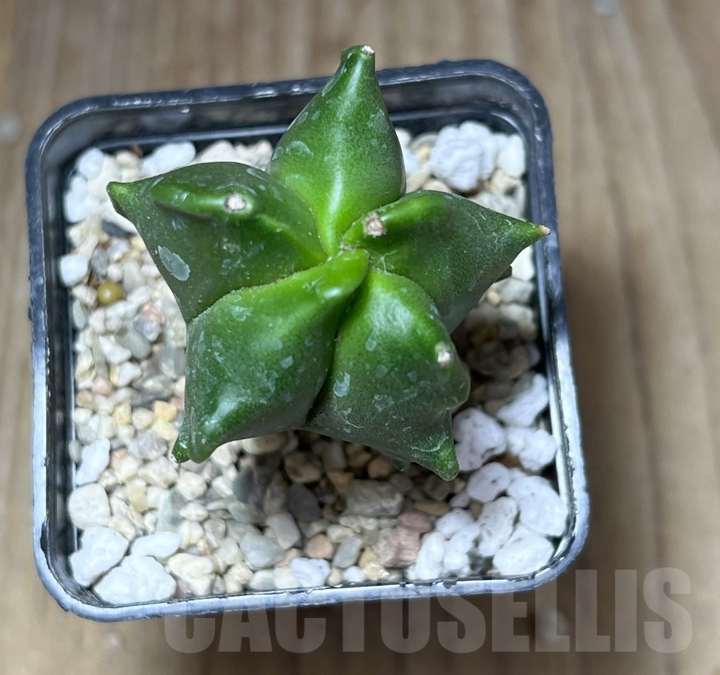 SHPR27121 Astrophytum myriostigma 'Kikko' - Image 3
