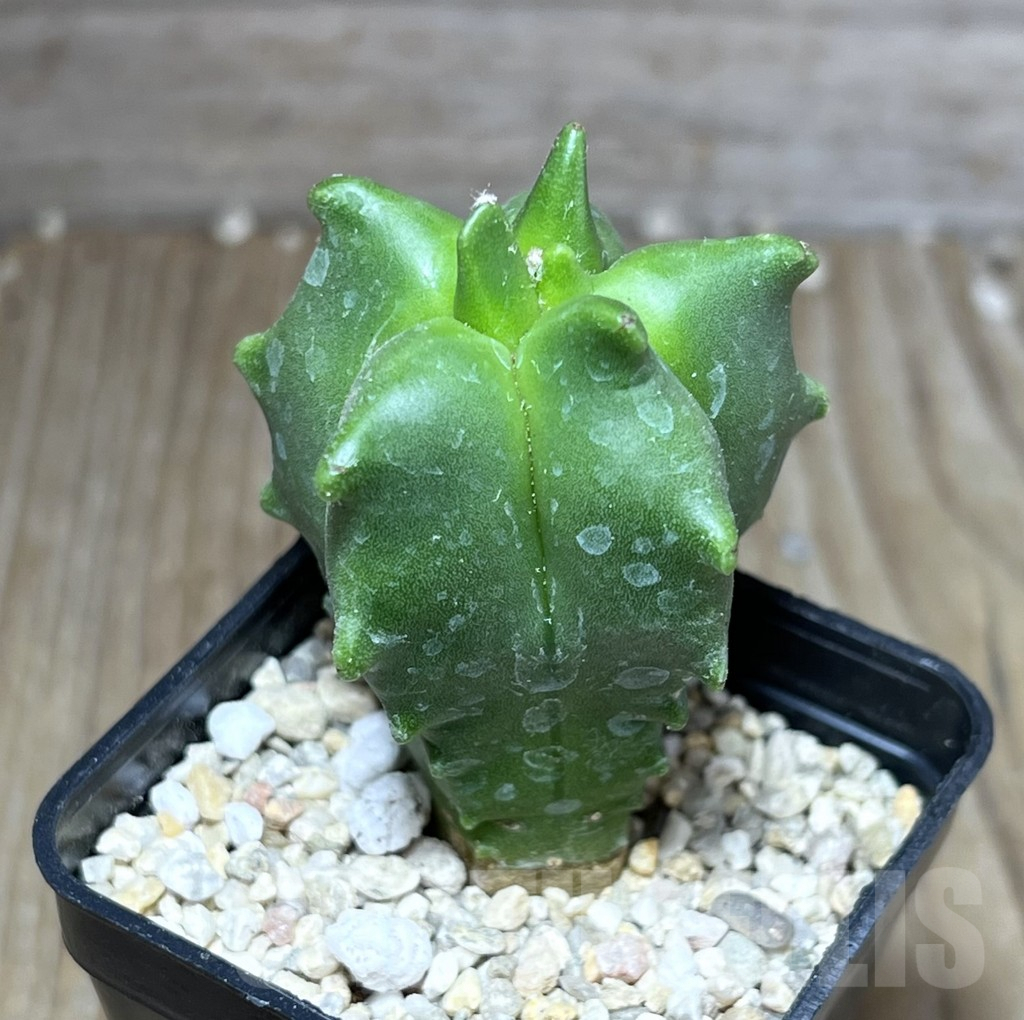 SHPR27122 Astrophytum myriostigma 'Kikko'