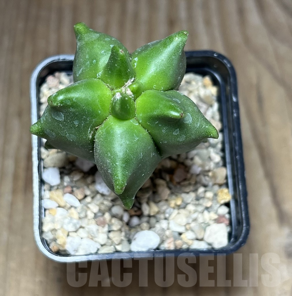 SHPR27122 Astrophytum myriostigma 'Kikko' – Image 2