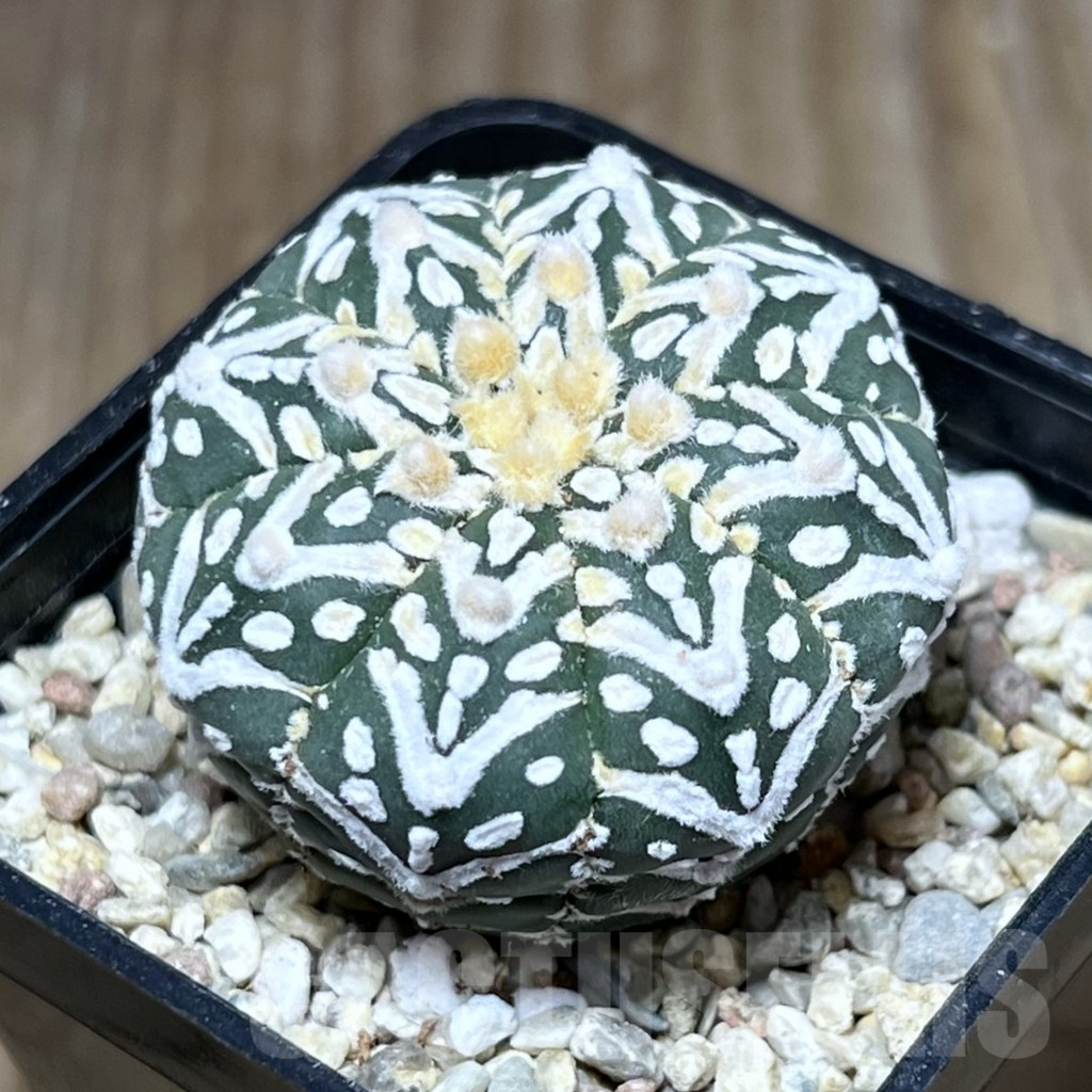 SHPR27123 Astrophytum asterias ‘Super Kabuto’ V-type - Зображення 2