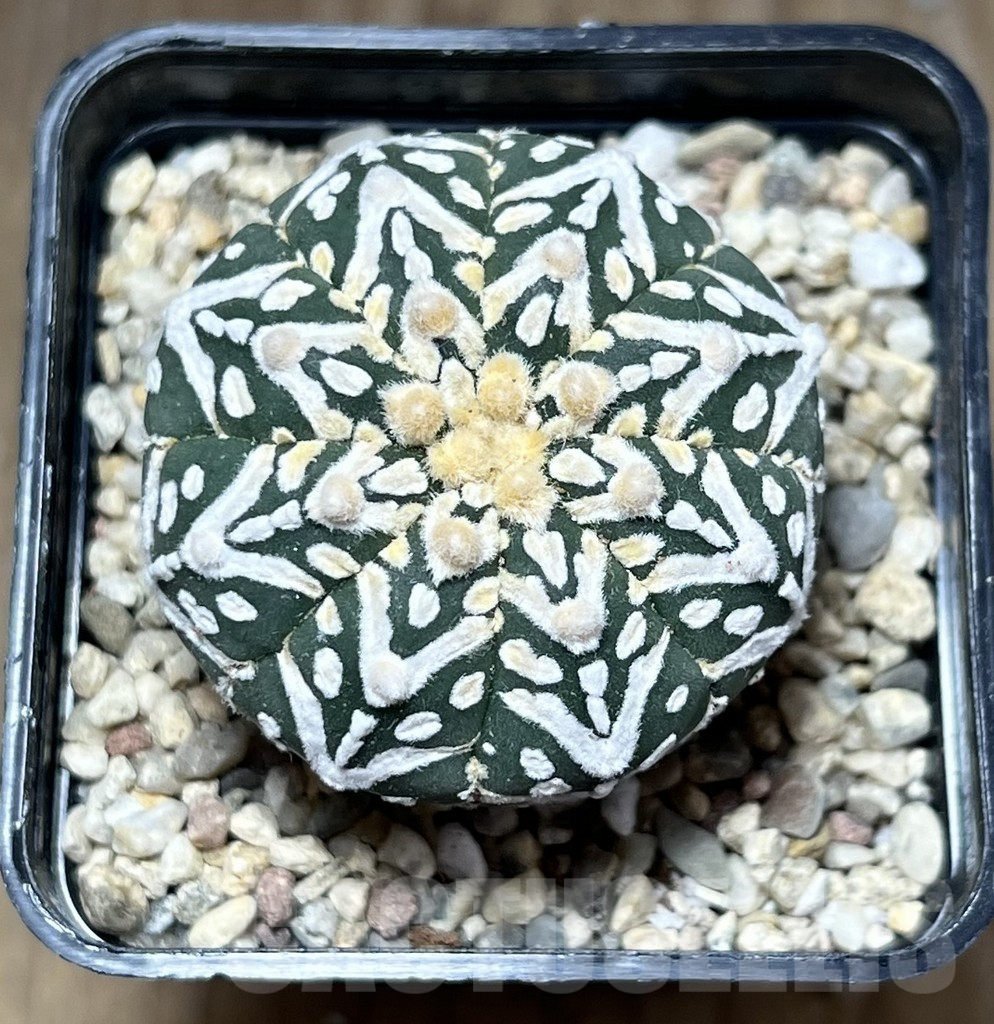 SHPR27123 Astrophytum asterias ‘Super Kabuto’ V-type