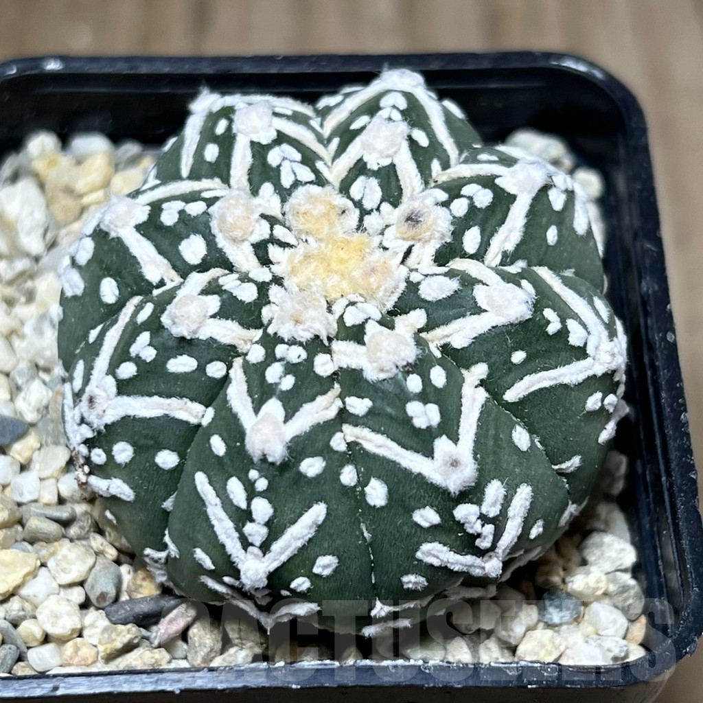 SHPR27124 Astrophytum asterias ‘Super Kabuto’ V-type