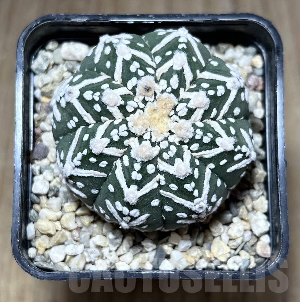SHPR27124 Astrophytum asterias ‘Super Kabuto’ V-type - Зображення 2
