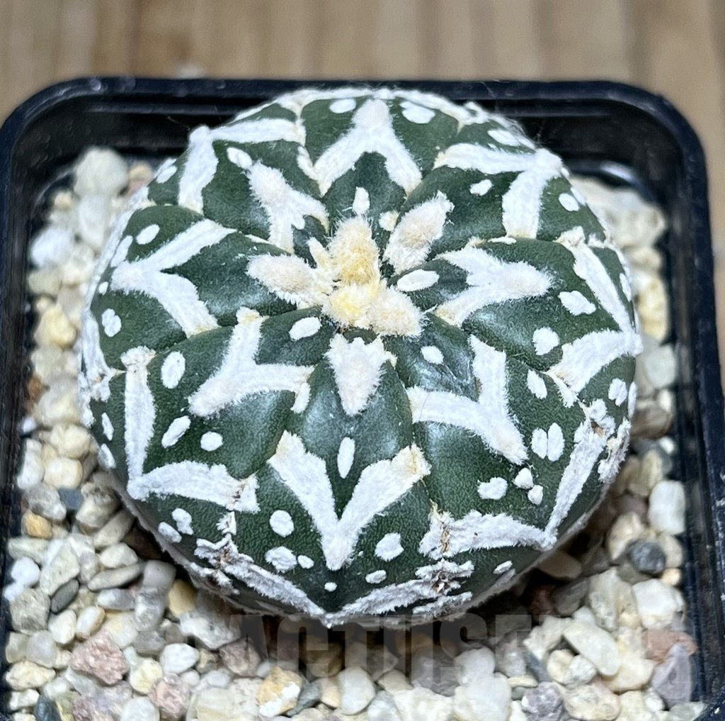 SHPR27125 Astrophytum asterias ‘Super Kabuto’ V-type - Зображення 2