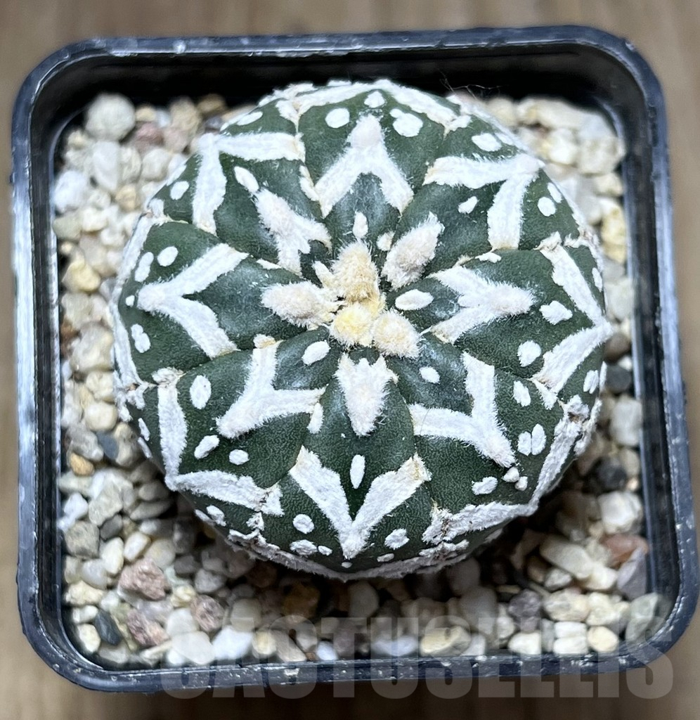 SHPR27125 Astrophytum asterias ‘Super Kabuto’ V-type