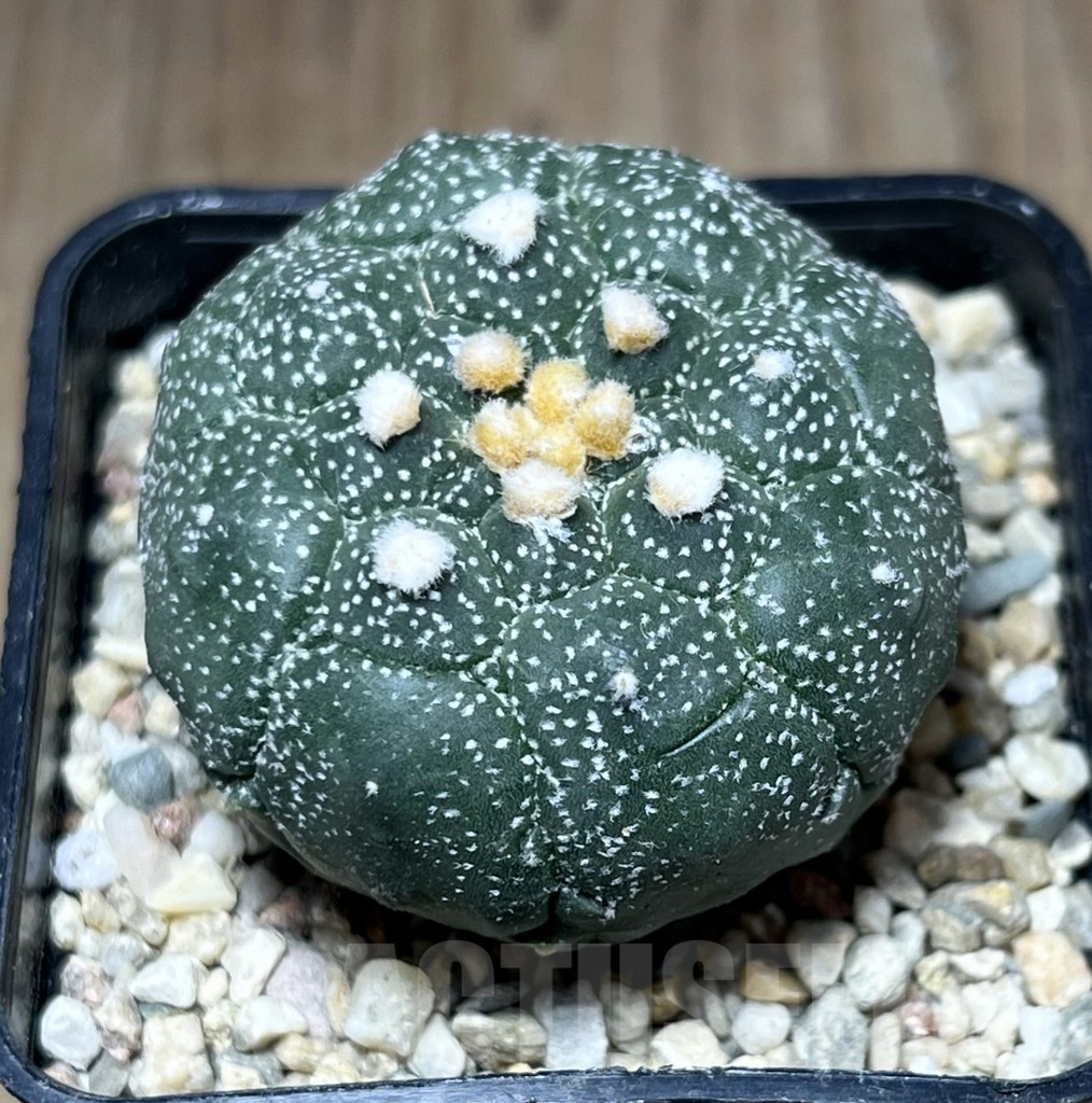 SHPR27126 Astrophytum asterias 'Kikko'